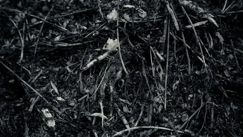 Many ants in an anthill close-up Stock Footage 76003858