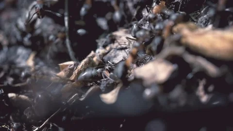 Many ants in an anthill close-up Stock Footage 76006829