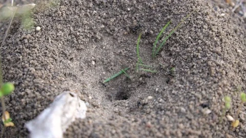 Many ants. Anthill in spring. Ants work in an anthill. Vidéo 155340810