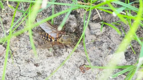 Many ants are trying to move the dead body of a gadfly in fast motion Stock Footage 157431063