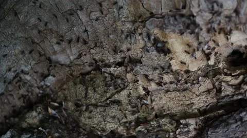 Many ants climb the tree Stockbeeldmateriaal 130937017