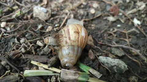 Many ants eat snails Video stock 207956157