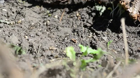 Many ants with eggs run on the ground Stock Footage 156638996