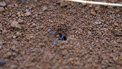 Many ants entered the hole. Stock Footage 246211762