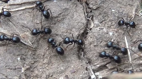 Many ants Video stock 53842719