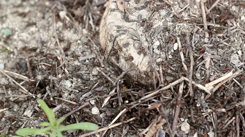 Many Ants in the forest 1 Video stock 51651302