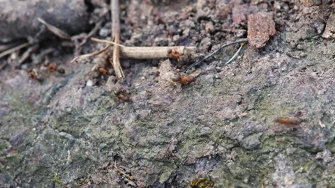 Many ants in the forest moving from one place to another 스톡 동영상 275572927