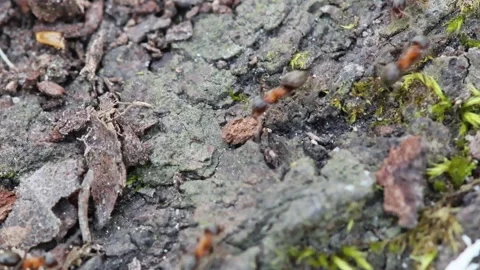 Many ants in the forest moving from one place to another 스톡 동영상 275574061