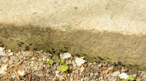 Many ants go in a line 스톡 동영상 11023776