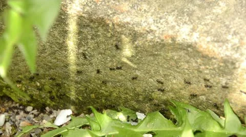 Many ants go in a line Video stock 11023811