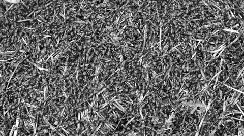 Many ants live background Video stock 56847304