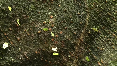 Many ants marching on dead tree. Leafcutter ants in rainforest, Amazon. Stock Footage 263486866