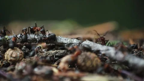 Many ants moving along the top of the anthill Stock Footage 159370864
