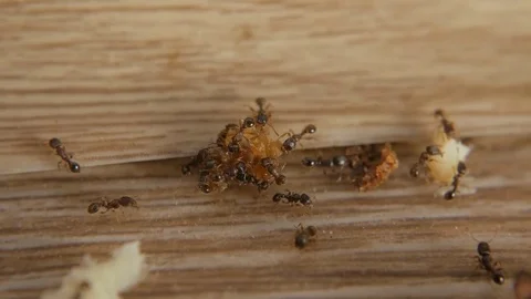 Many ants procure forage. Macro insects bugs. Stock Footage 75803789