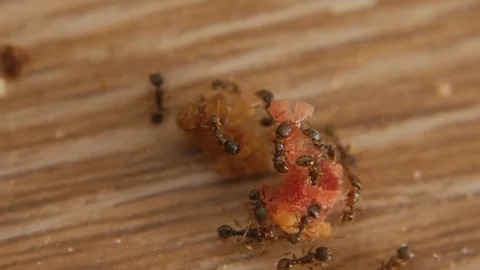 Many ants procure forage. Macro insects bugs. Stock Footage 75803799