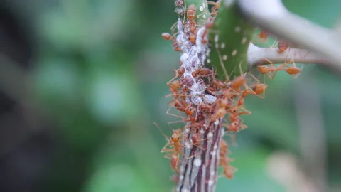 Many ants walking Stock Footage 233566312