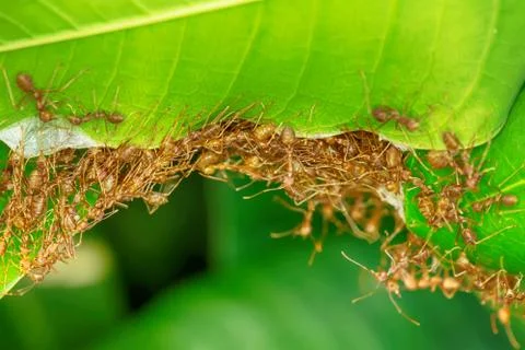 Many ants walking Stock Photos
