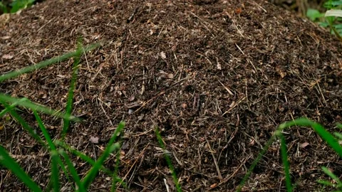 Many ants work in an anthill in summer on a sunny day. Vídeos de archivo 132217481