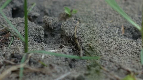 Many ants work, enter and leave the hole and carry food. Stock Footage 130234214