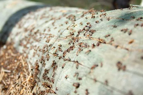 Many ants working Stock Photos