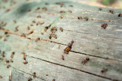 Many ants working Stock Photos