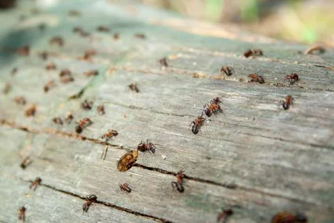 Many ants working Stock Photos