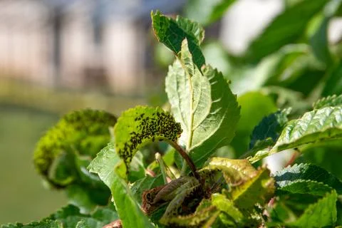 Many aphids on cherry tree leaves, pests in garden Stock Photos