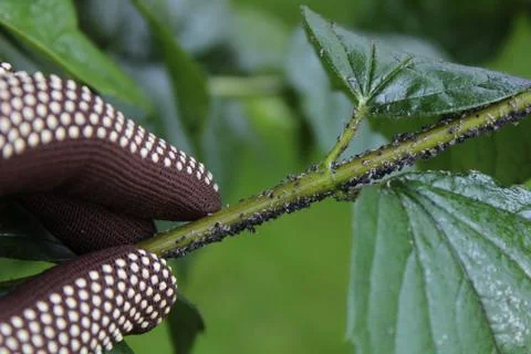 Many aphids in the garden Stock Photos