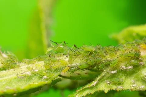 Many aphids on rose stem Stock Photos