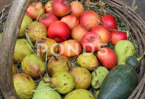 Many apples and pears in the old basket in autumn Stock Photos