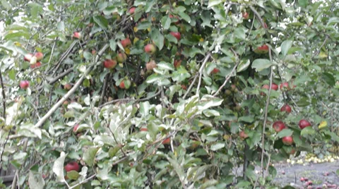 Many apples on an apple tree Stock Footage 30496889