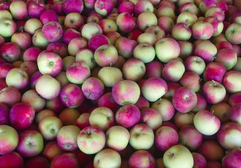Many apples background full frame organic fruits Photos