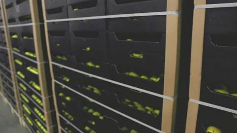 Many apples in boxes Stock Footage 221259108