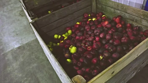 Many apples in boxes Stock Footage 221469168