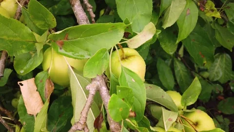 Many apples developing on the tree in an English country garden. Stock Footage 314096208