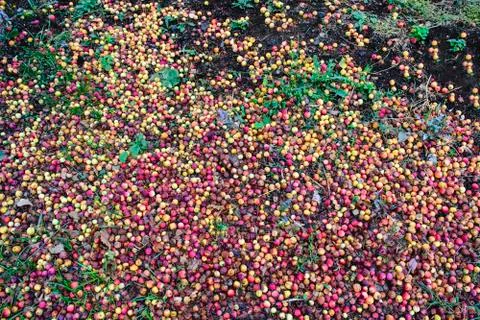 Many apples on the ground Stock Photos