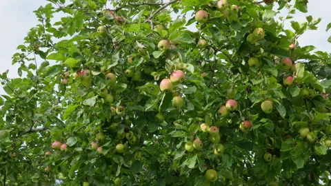 Many apples ripening on orchard trees under green leaves. Stock Footage 318083544