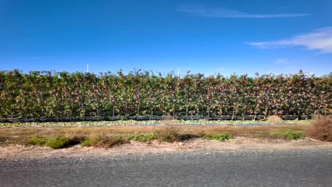 Many apples on trees at apple orchards in Yakima valley, Washington state d.. Video stock 320035449