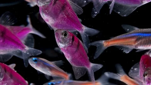 Many aquarium fish on black background Stock Footage 79670566