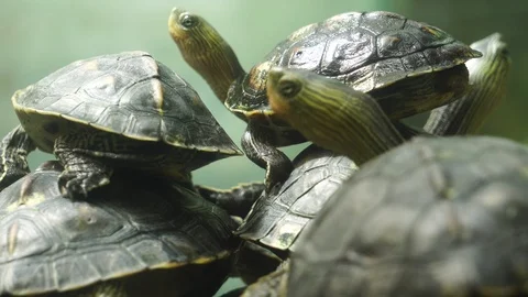 Many are small turtles perched on a rock Stock Footage 112750474