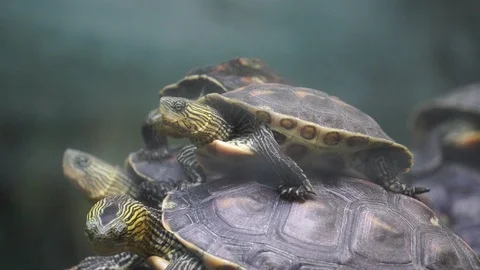 Many are small turtles perched on a rock Stock Footage 112750745