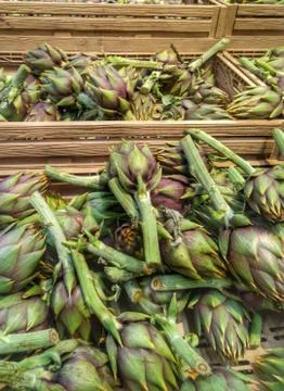 Many artichokes Stock Photos