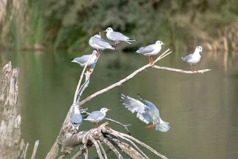 Many ash gulls perched on tree branches on a lake in a wetland area, some fla Stock Photos
