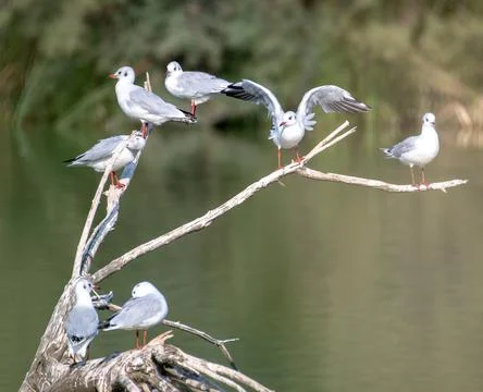 Many ash gulls perched on tree branches on a lake in a wetland area, some fla Stock Photos
