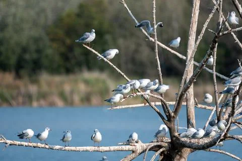 Many ash gulls perched on tree branches on a lake in a wetland area, some fla Stock Photos