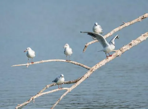Many ash gulls perched on tree branches on a lake in a wetland area, some fla Stock Photos