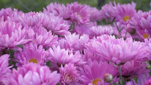 Many asters with pink petals flowers sway in the wind. warm summer weather. dusk Stock Footage 147690528