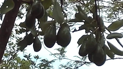 Many avocado fruit hanging on the tree at the mountain Stock Footage 122979233