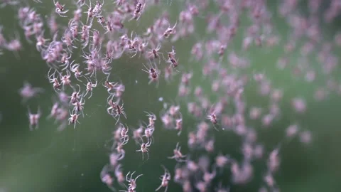 Many baby spider on the web Stock Footage 159359477