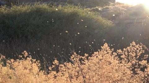 Many backlit bugs fly over bushes in a swamp Stock Footage 97357420